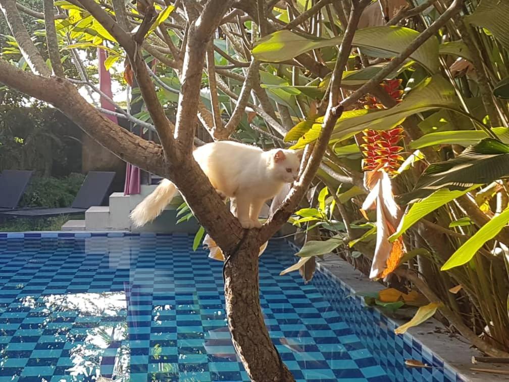 Rosseno Villa Yogyakarta Exterior foto